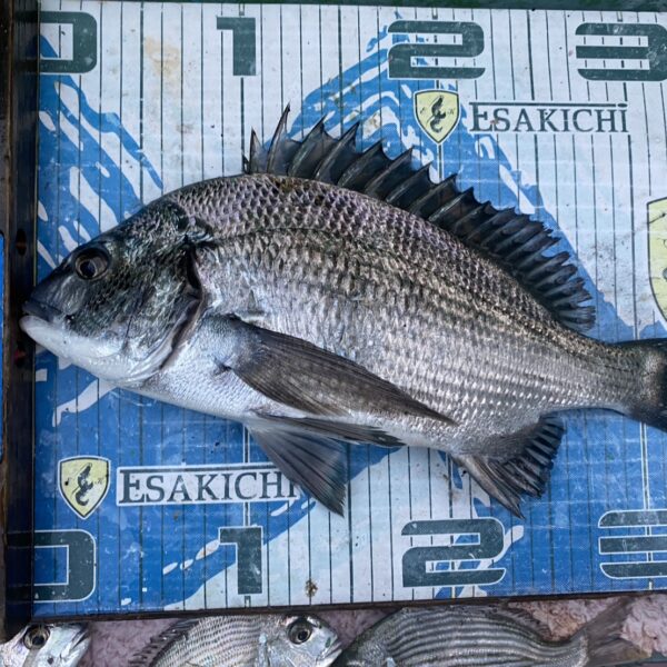 こだま渡船　カセ釣り釣果　2025/11/08