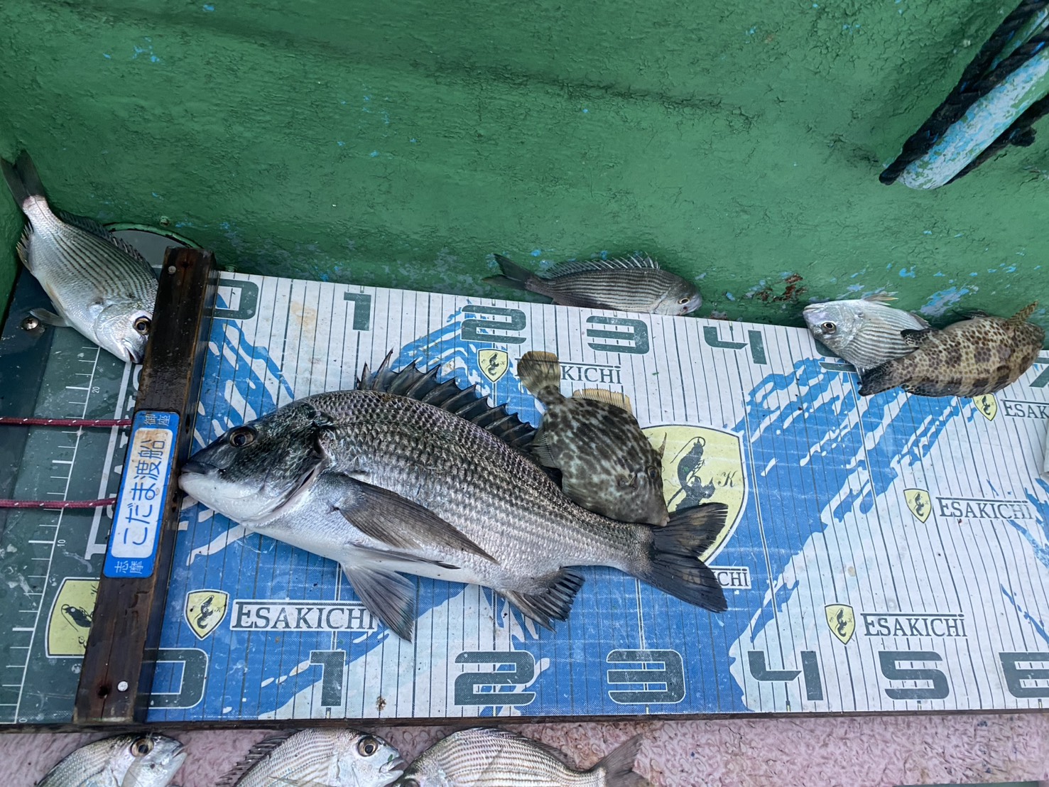 こだま渡船 カセ釣り釣果 2025/11/08 | こだま渡船 | カセ釣り・磯釣り