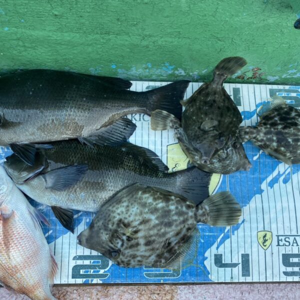 こだま渡船　カセ釣り釣果　2025/11/15