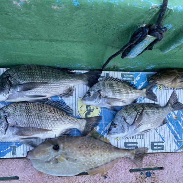 こだま渡船　カセ釣り釣果　2025/11/21