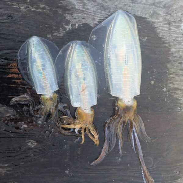 こだま渡船　カセ釣り釣果　2025/11/29