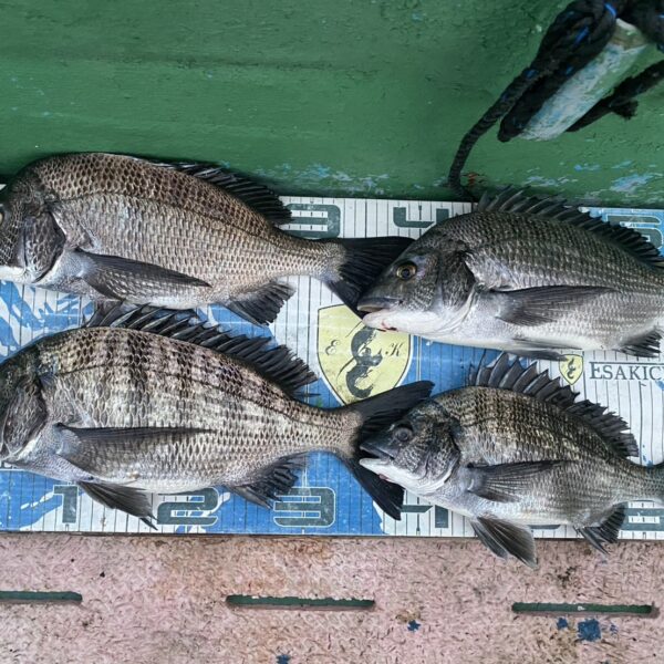 こだま渡船　カセ釣り釣果　2025/11/30