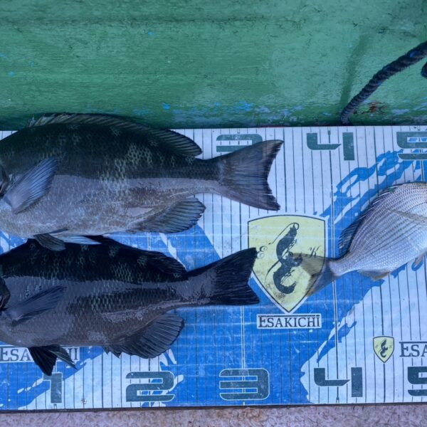 こだま渡船　カセ釣り釣果　2025/12/6・7