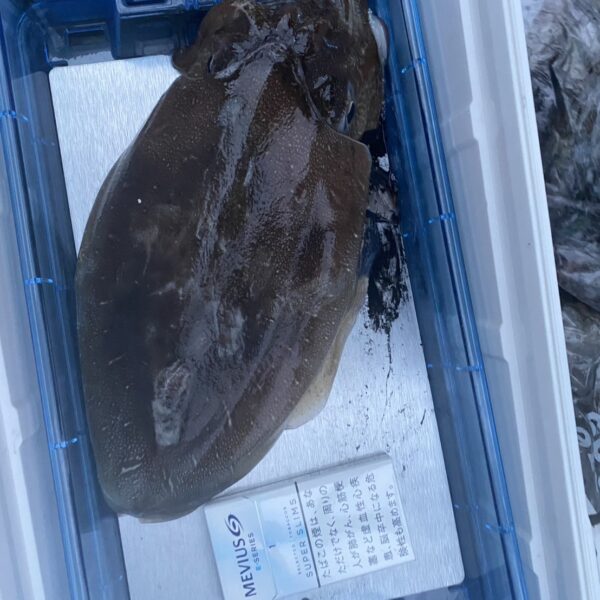 こだま渡船　カセ釣り釣果　2025/12/13