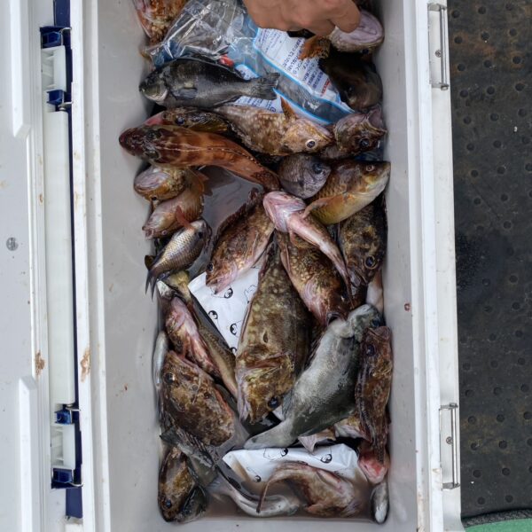 こだま渡船　湾内磯釣り釣果　2026/06/21