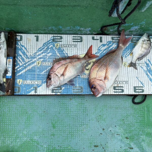 こだま渡船　湾内磯釣り釣果　2026/07/20