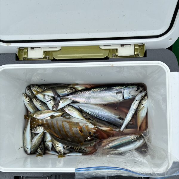 こだま渡船　カセ釣り釣果　2026/08/29・30
