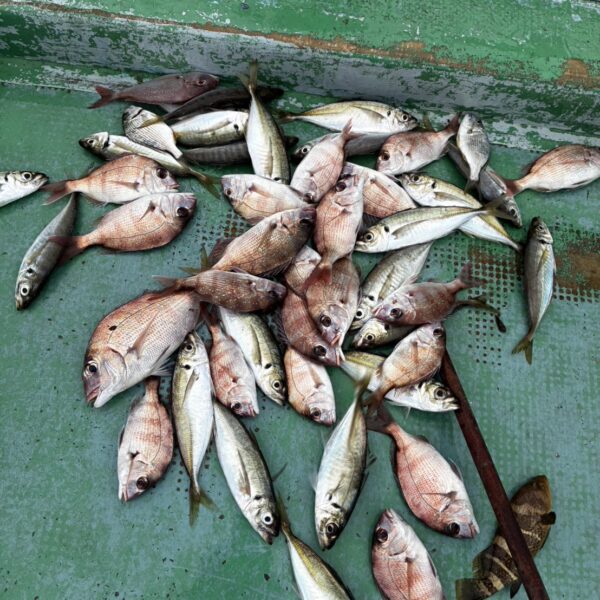 こだま渡船　カセ釣り釣果　2026/09/19