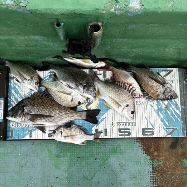 こだま渡船　カセ釣り釣果　2026/09/26