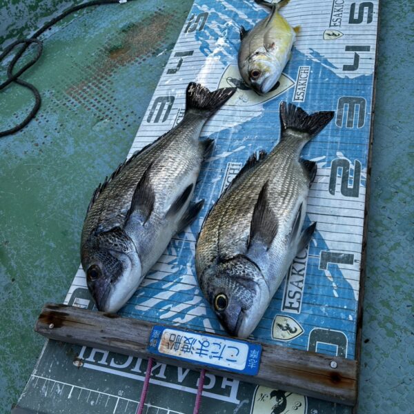 こだま渡船　カセ釣り釣果　2026/10/29